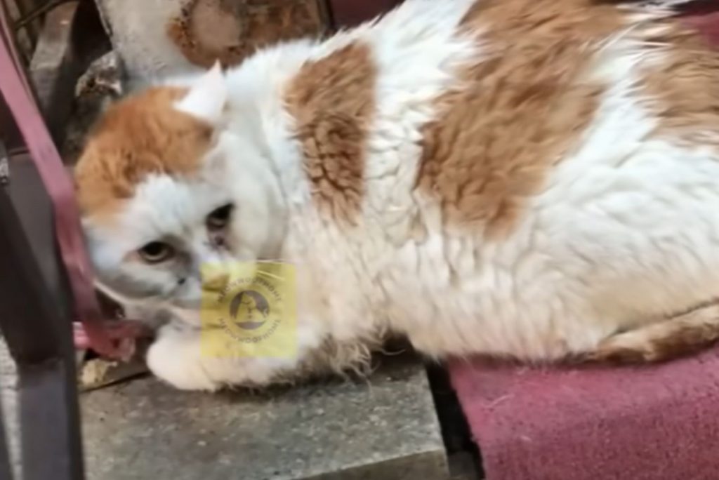 an abandoned cat lies on the stairs