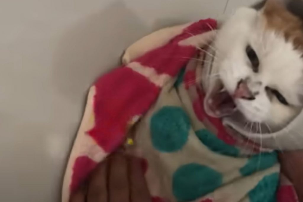 an angry cat wrapped in a colorful blanket