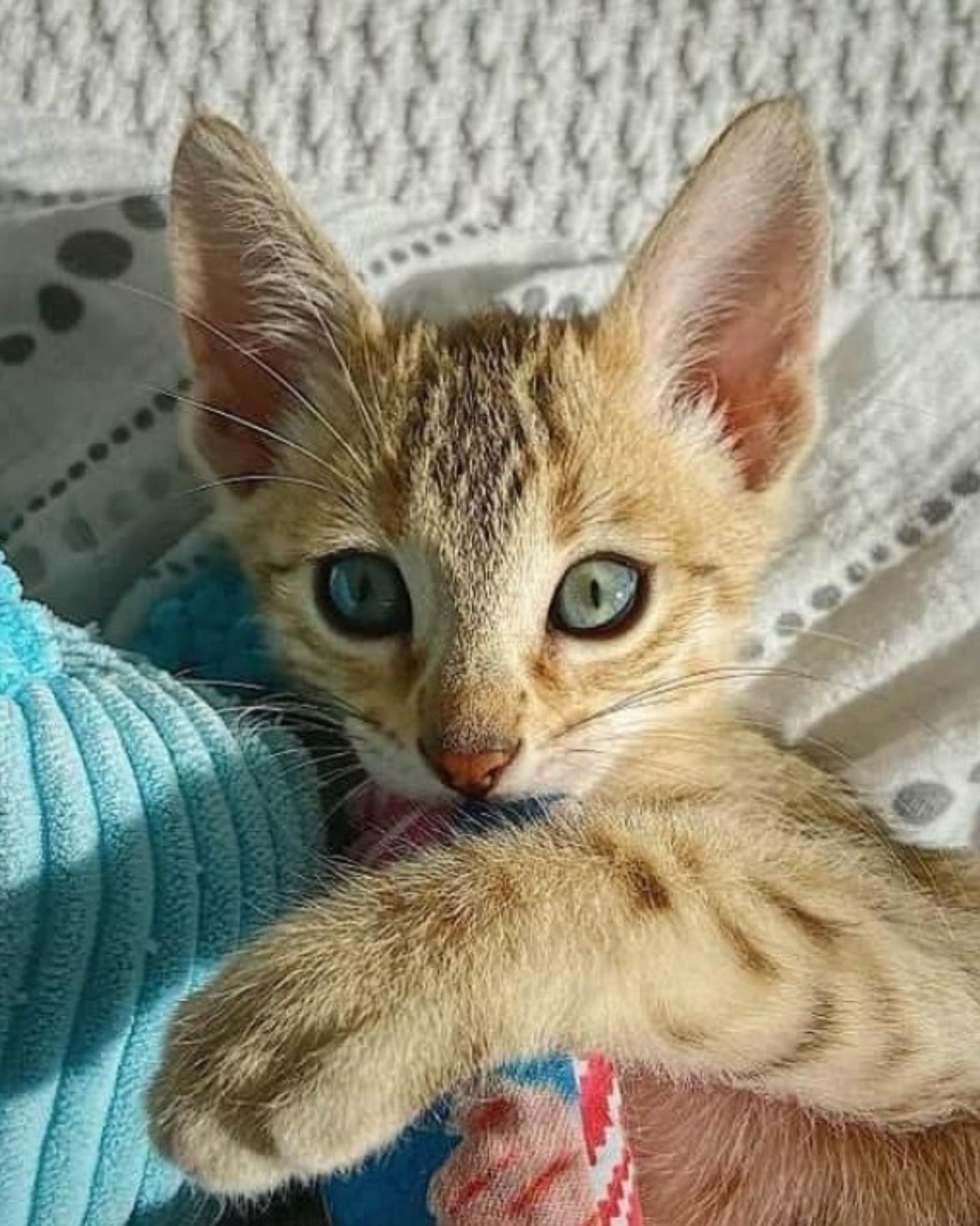 beautiful kitten