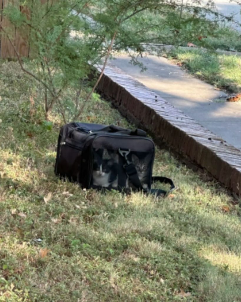 black bag with kittens on the grass