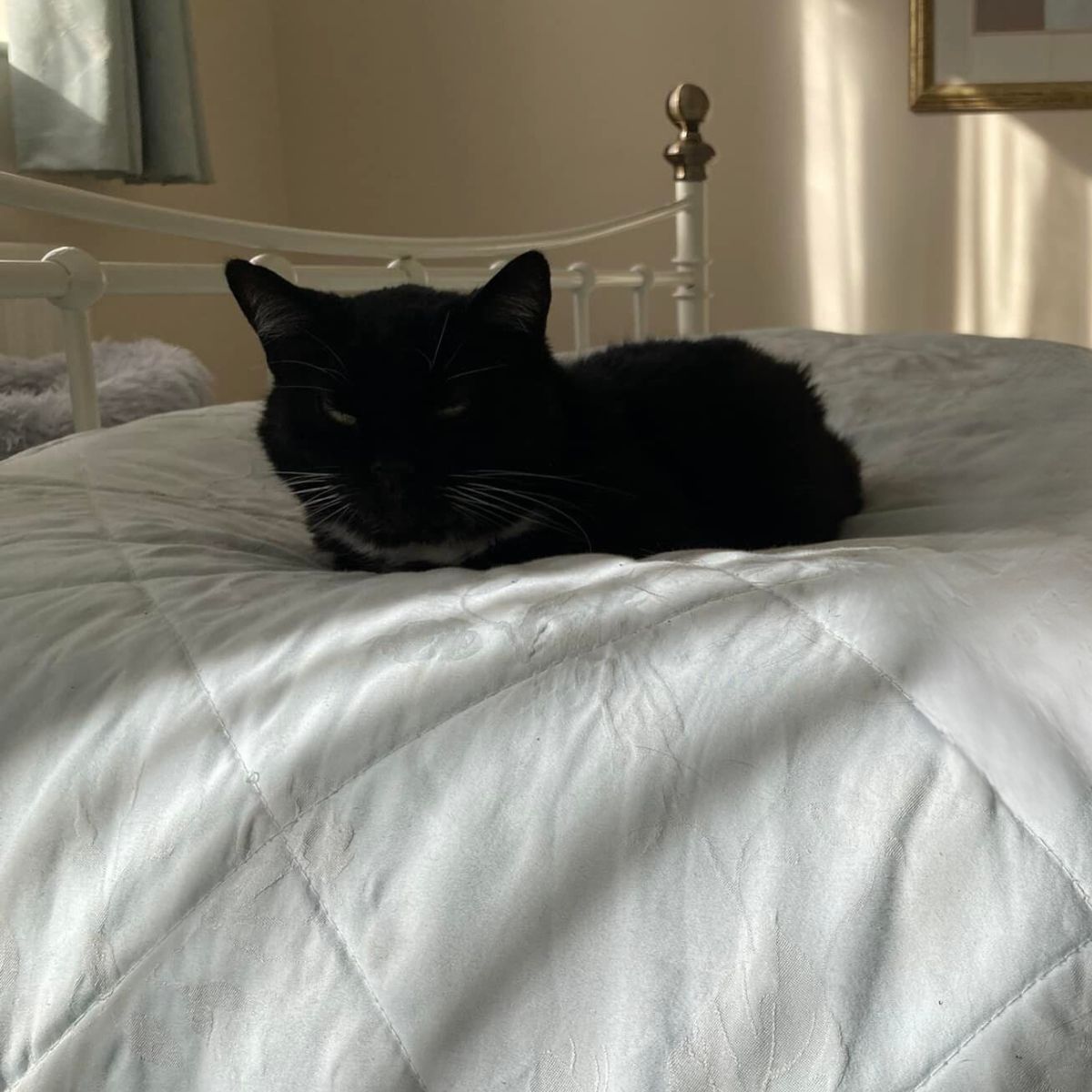 black cat lying on bed