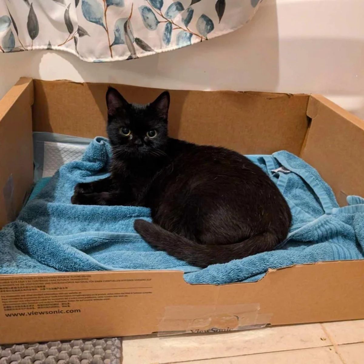 black cat lying on the blue towel