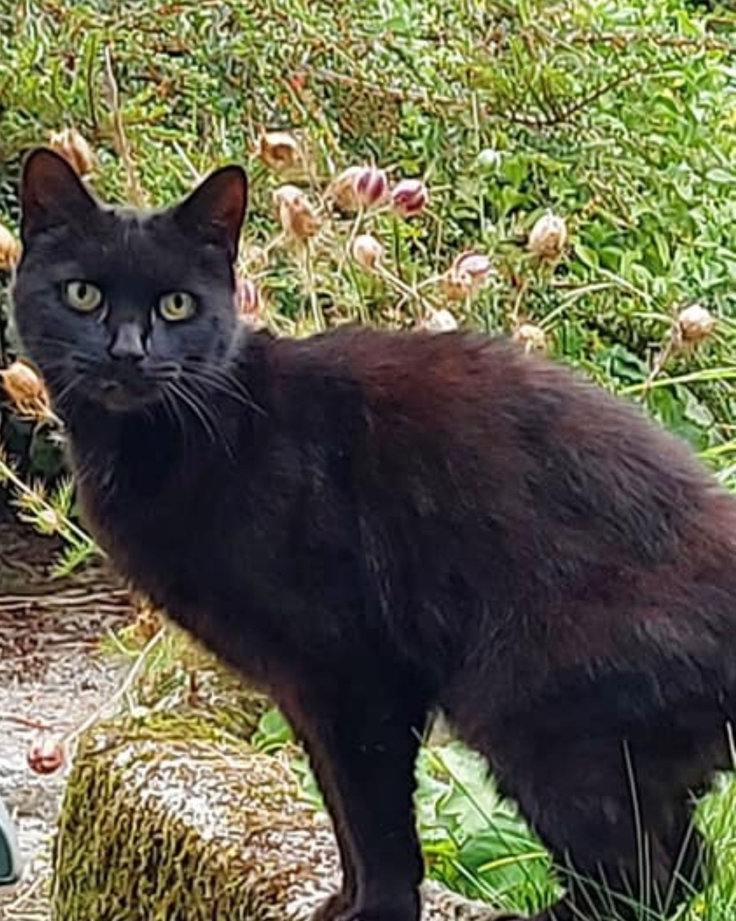 black cat outdoor