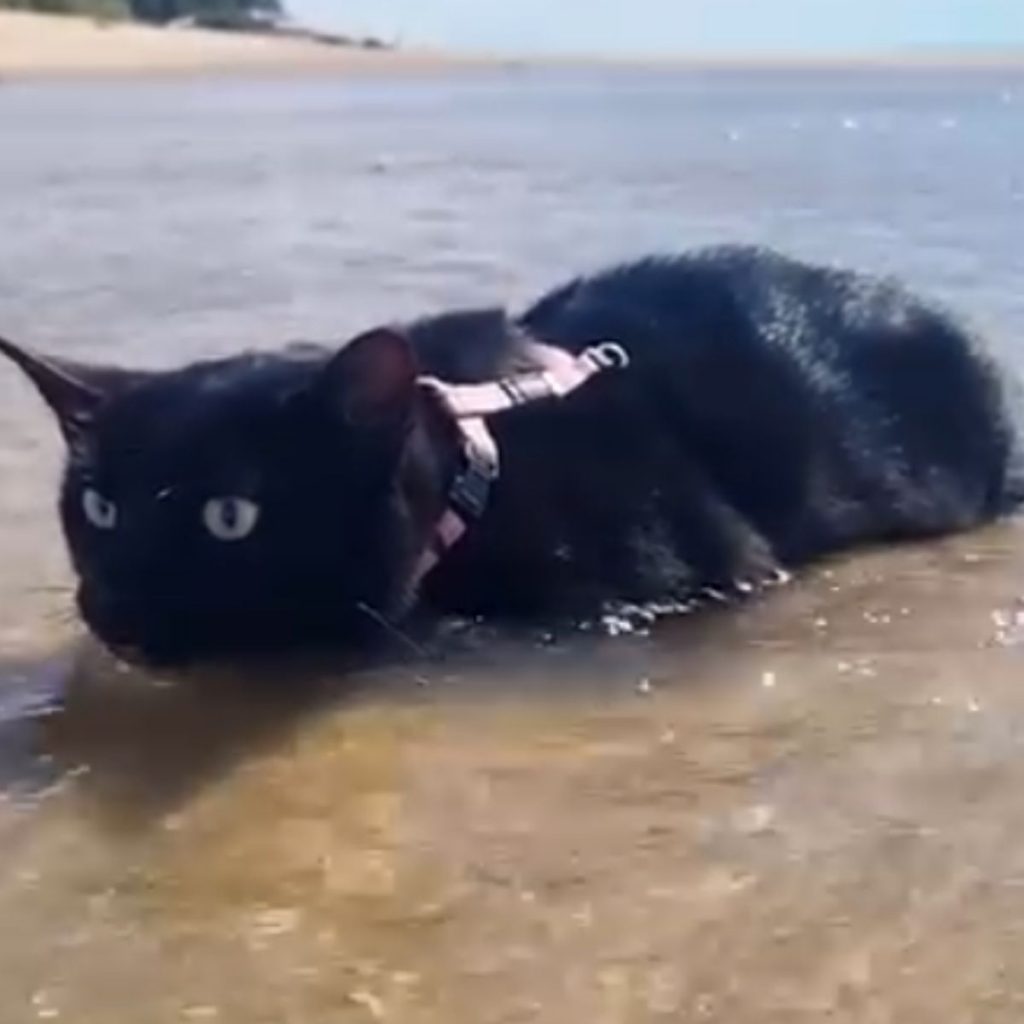 black cat with gray eyes in the water