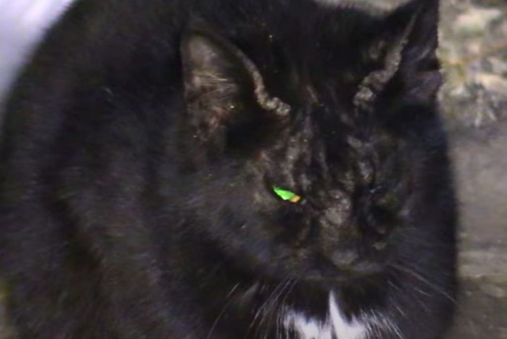 black cat with one eye closed