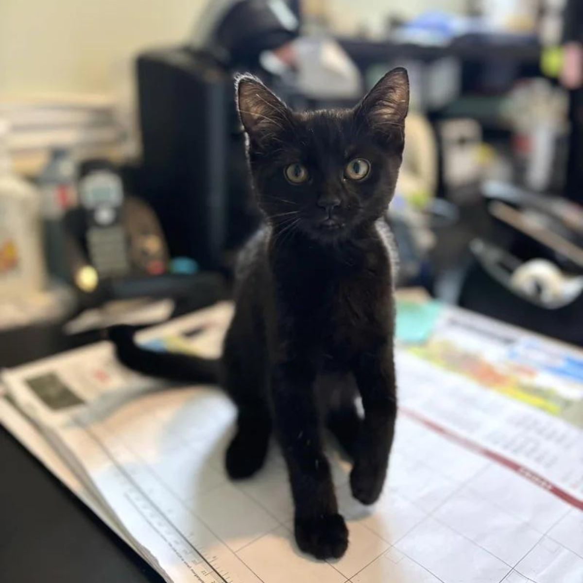 black kitten sitting