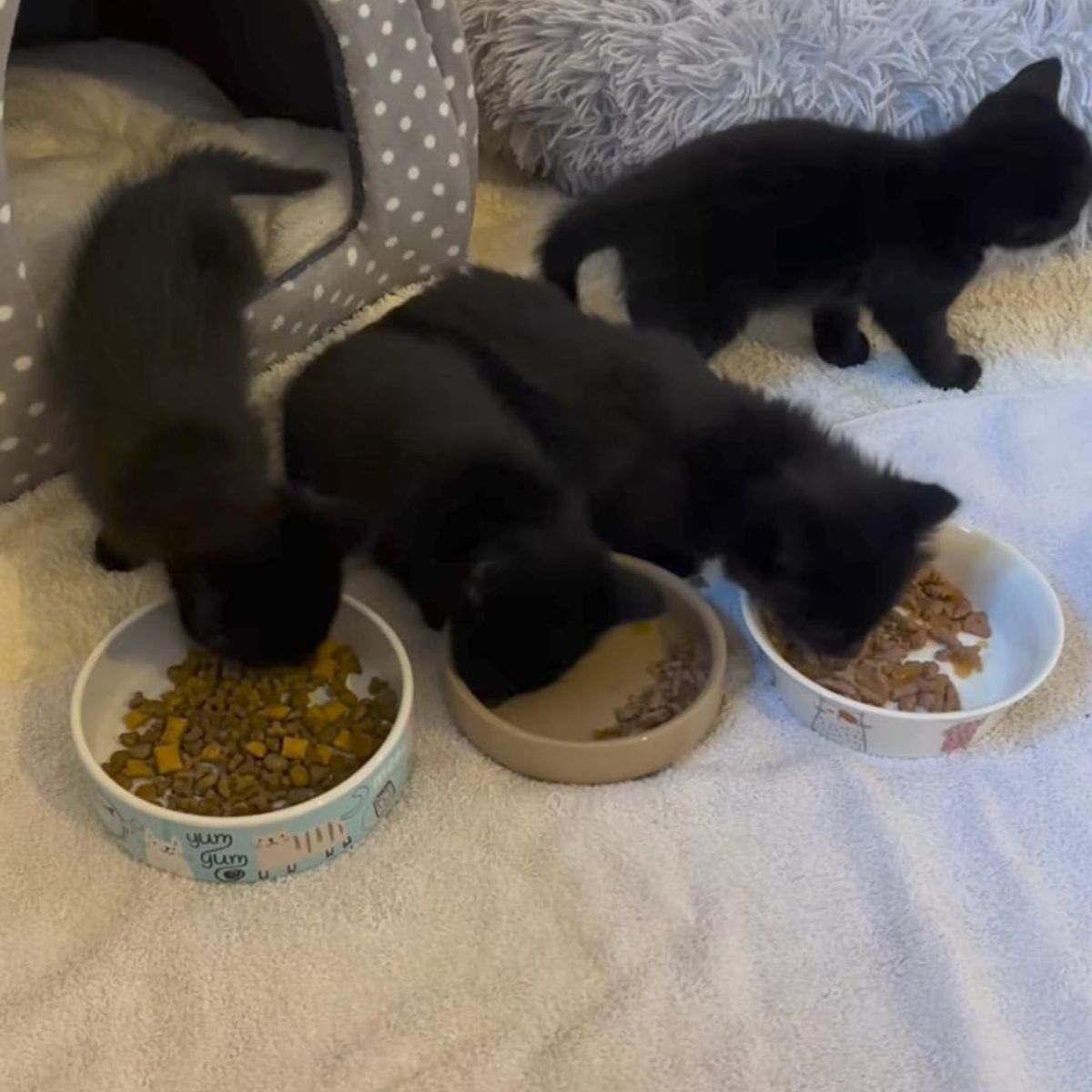 black kittens eating from bowls