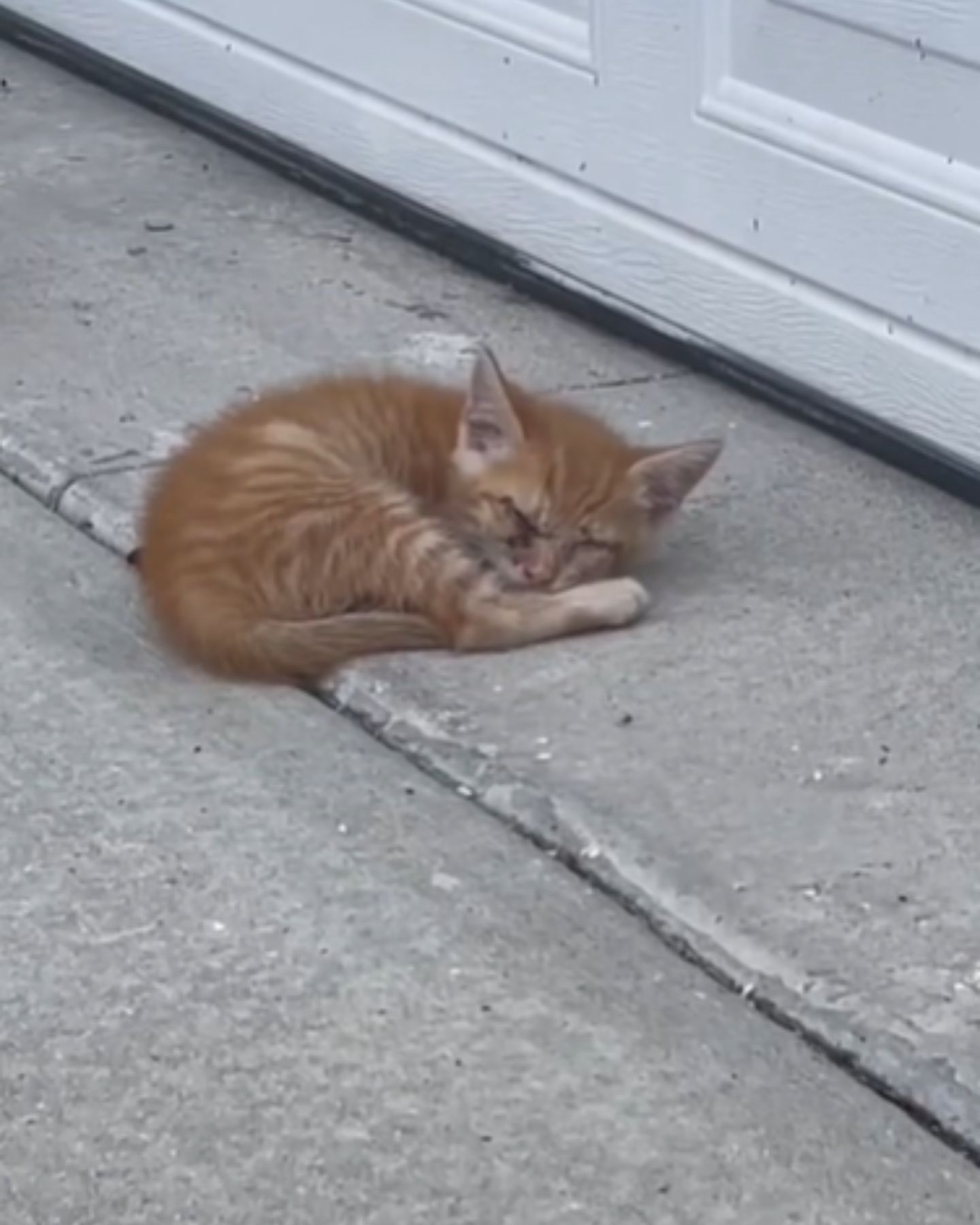 blind kitten laying down