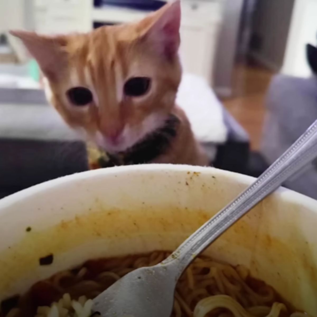 cat and bowl of food