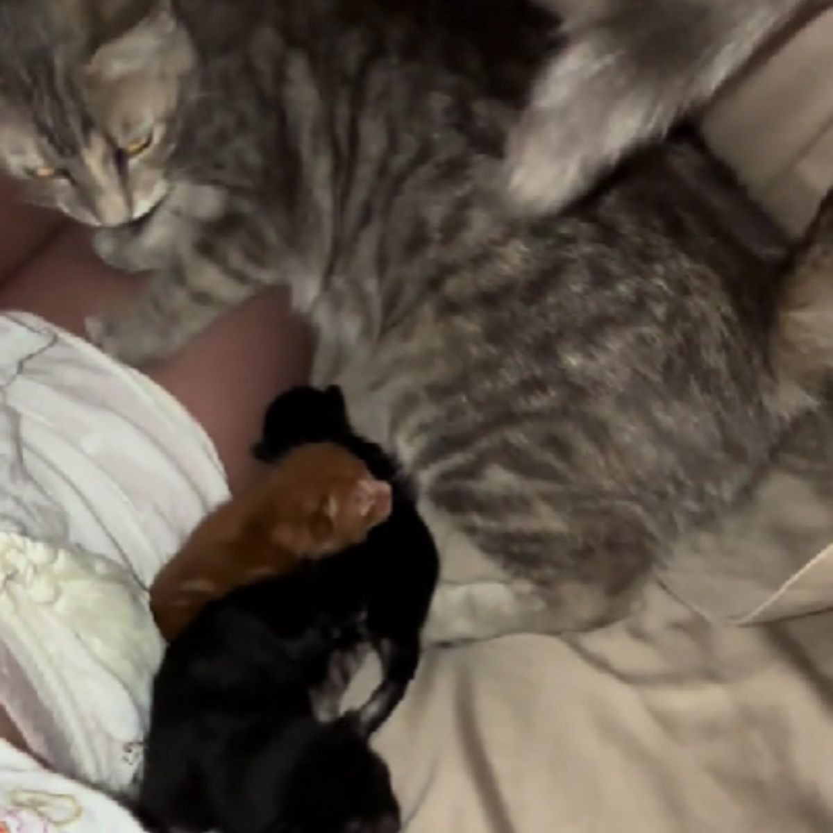 cat and kittens lying in bed