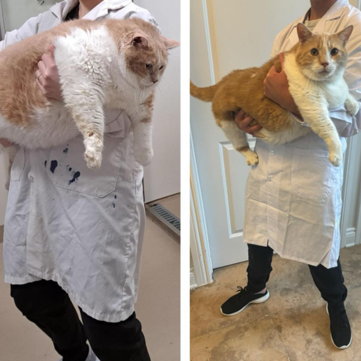 cat before and after losing the weight