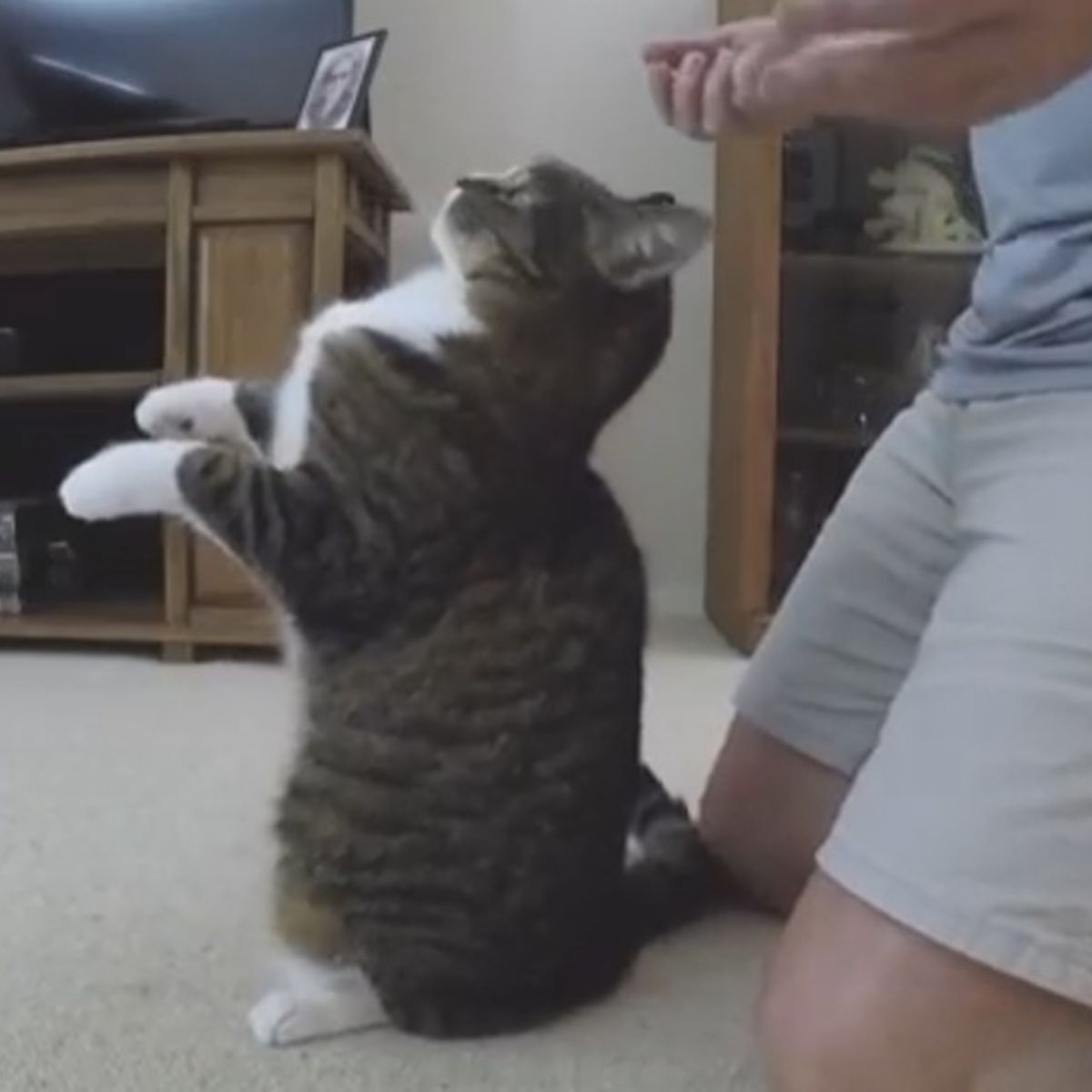cat doing trust fall