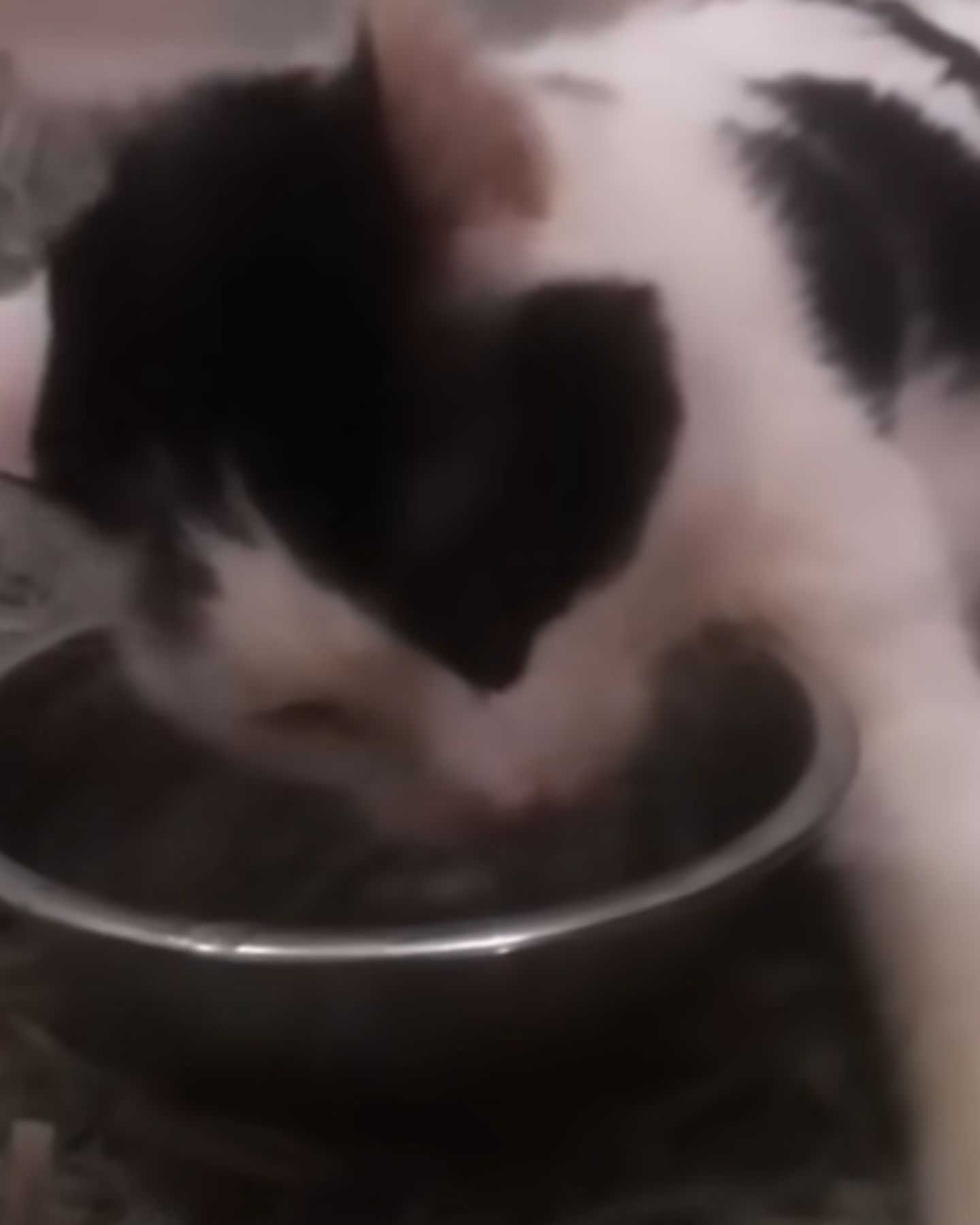 cat drinking water