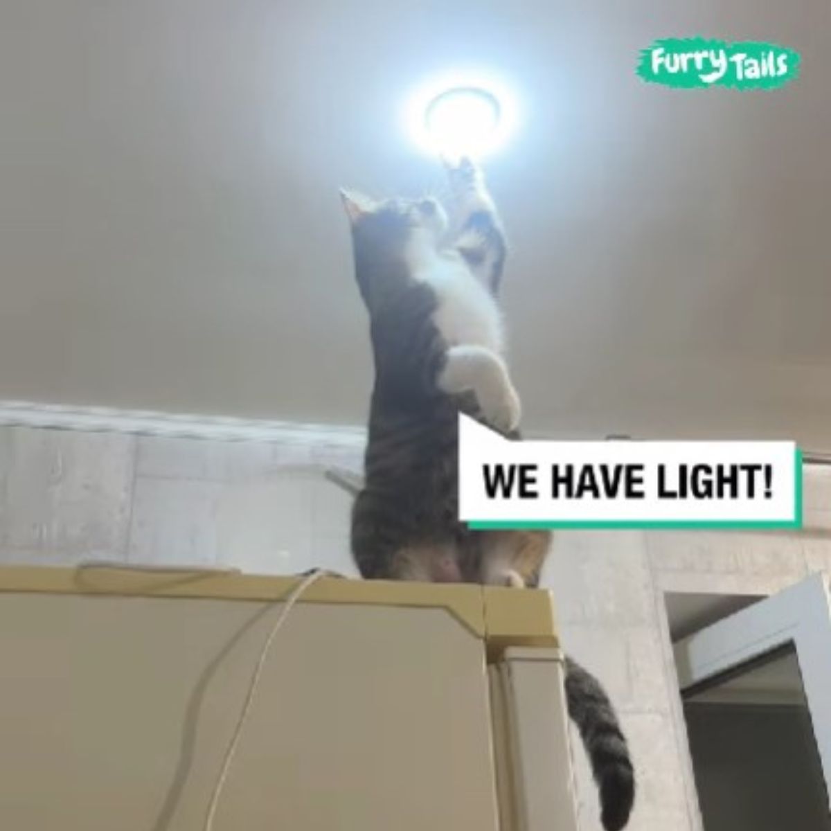 cat fixes lightbulb and got light