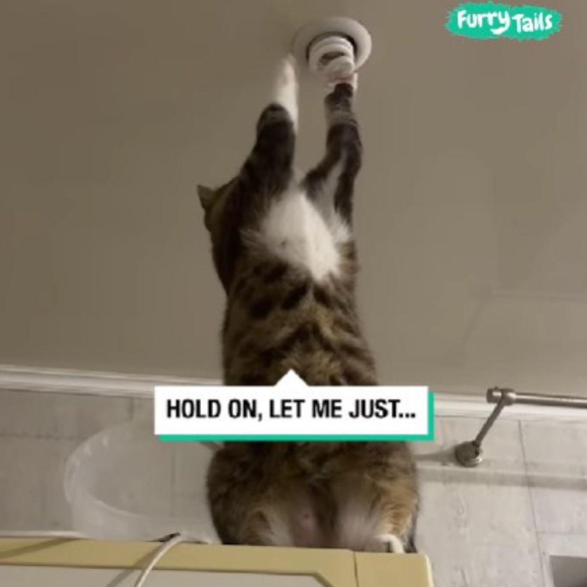 cat fixing lightbulb