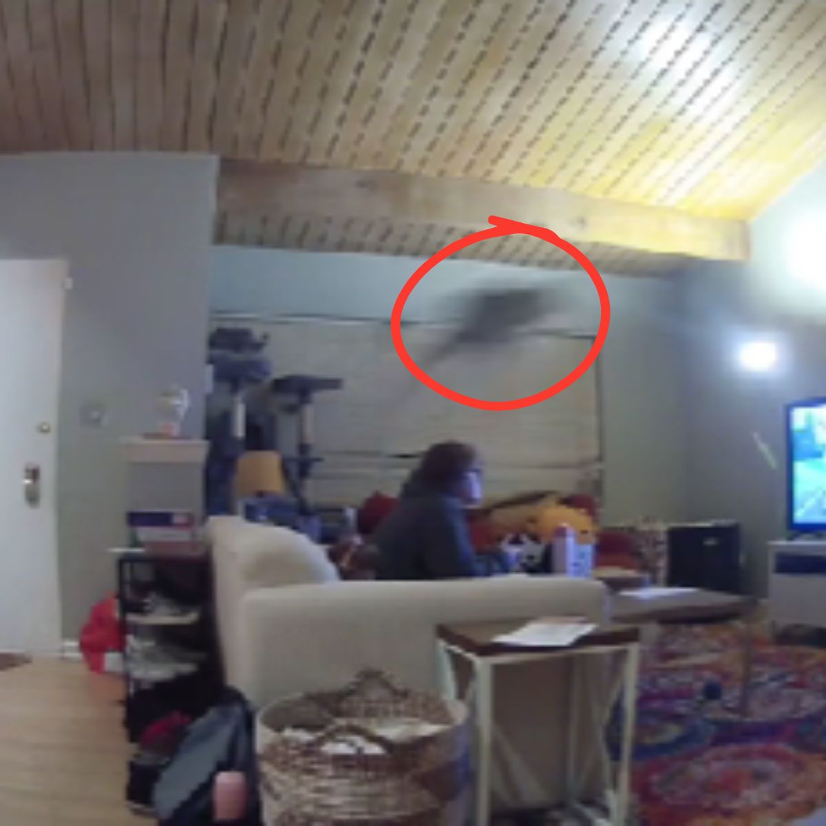 cat flying in room