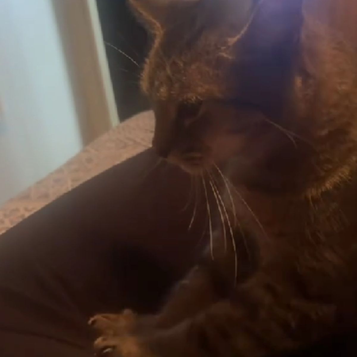 cat gives a massage to womans belly