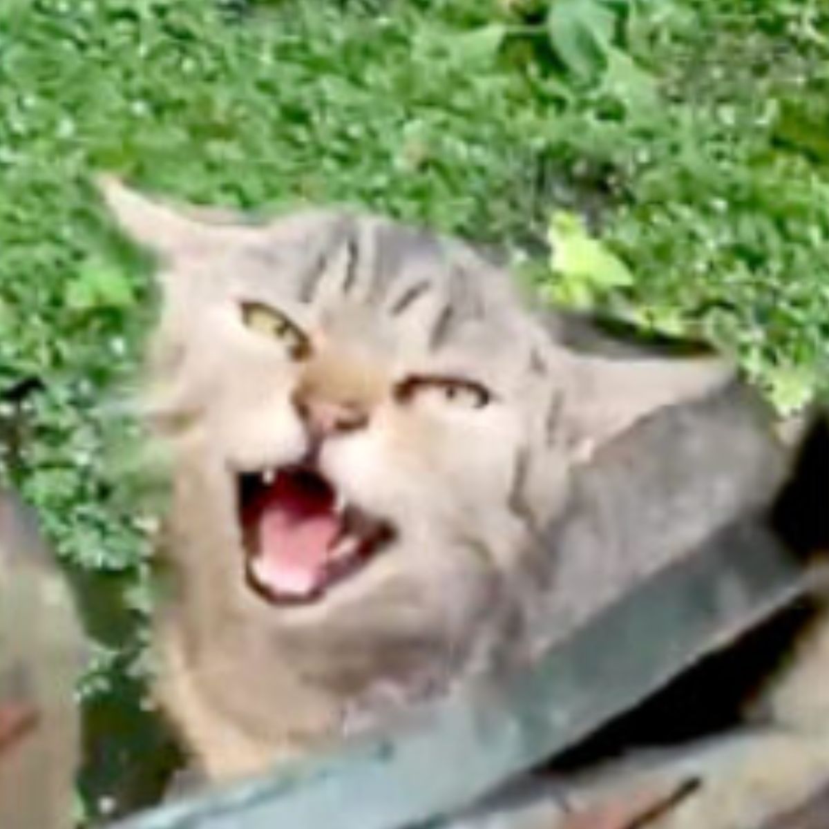 cat hissing