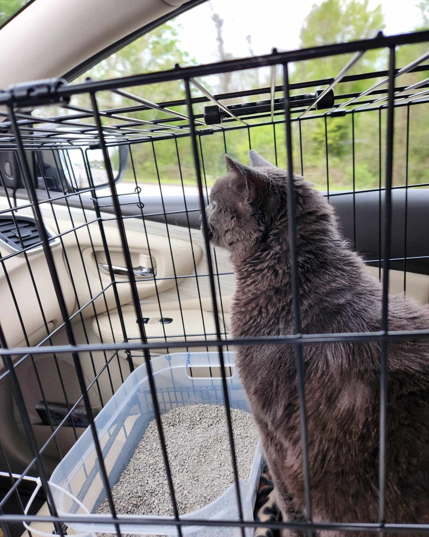 cat in her cage driving to home