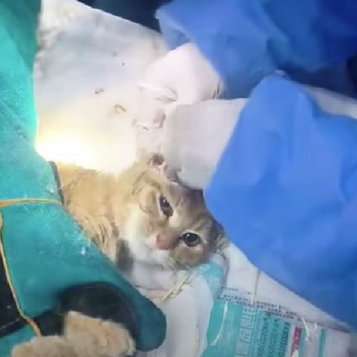 cat in surgery