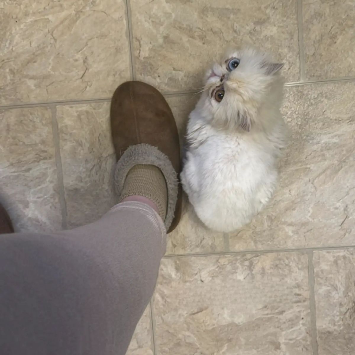 cat laying on the floor