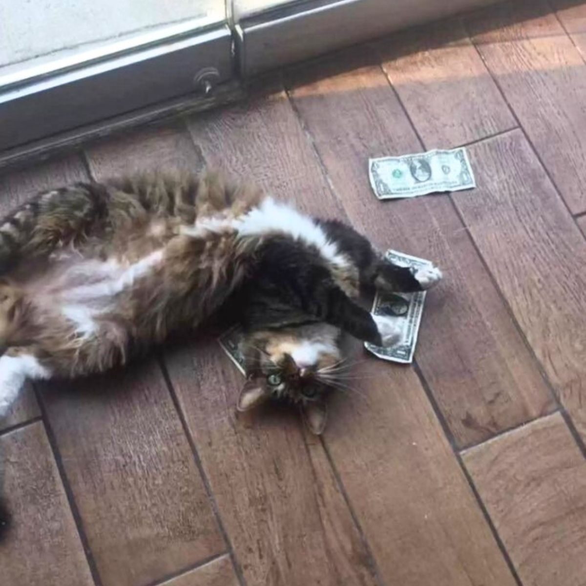 cat laying on the money