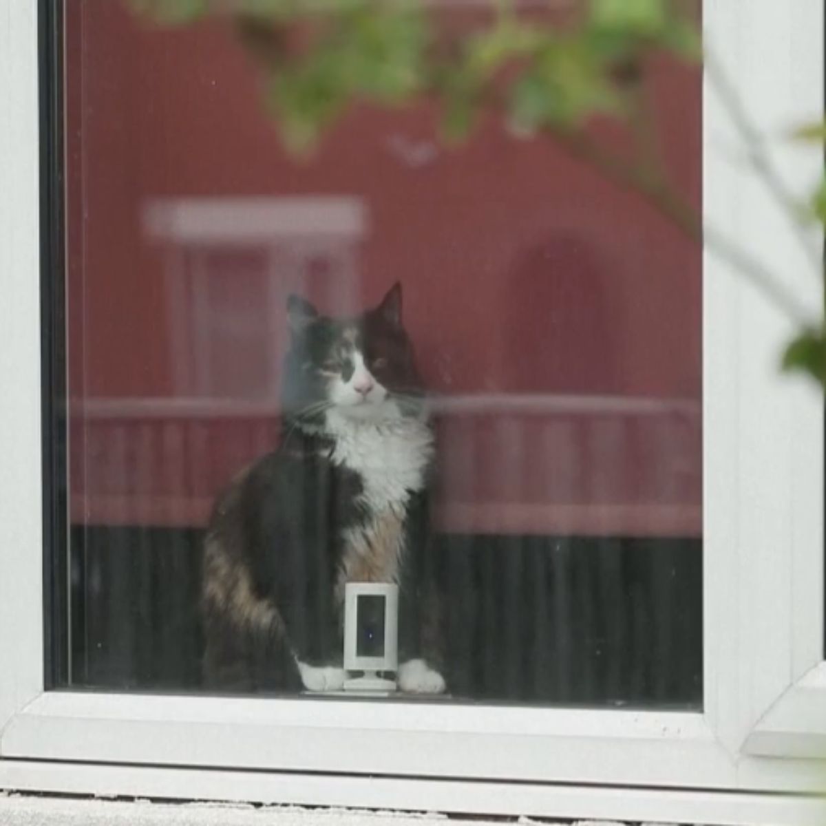 cat looking through window