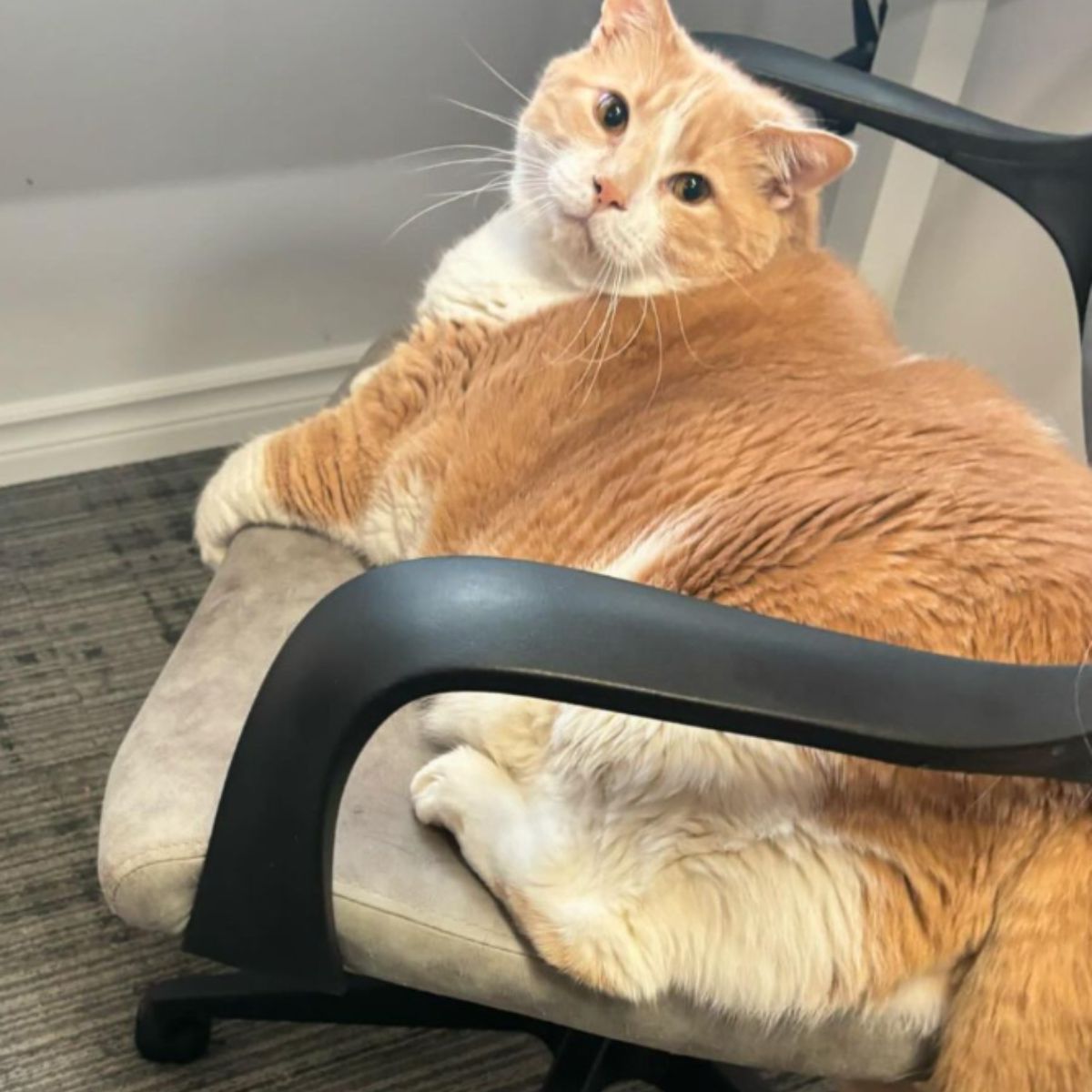 cat lying in a chair