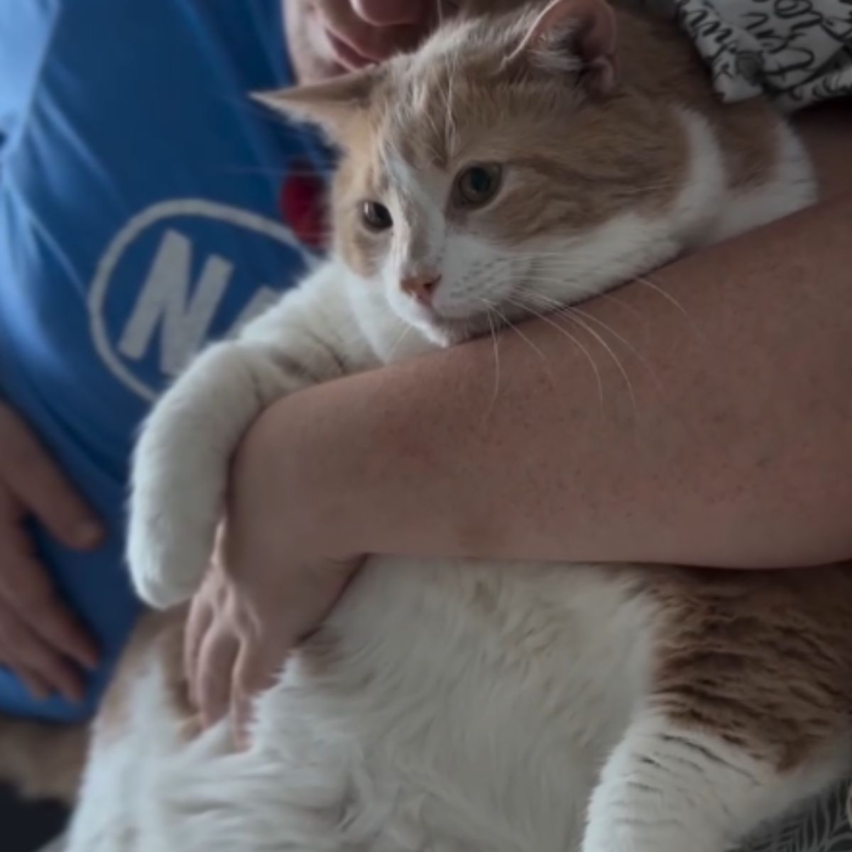 cat lying with owner