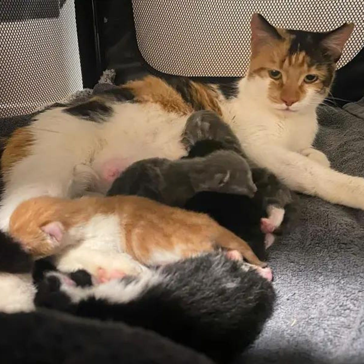 cat nursing kittens