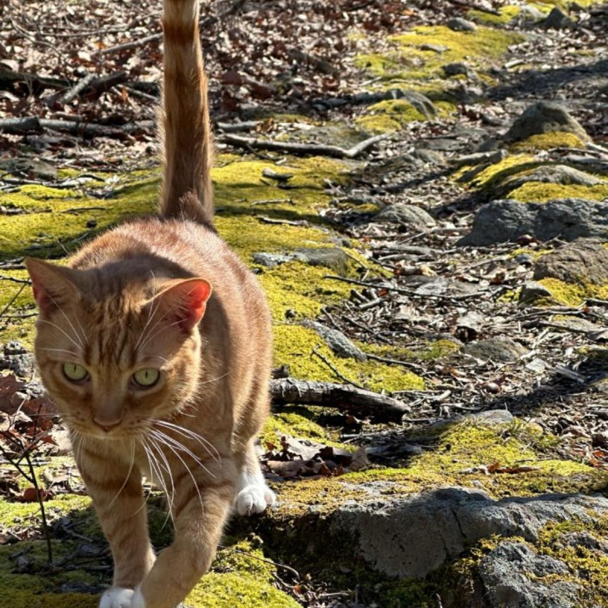 cat on a hike