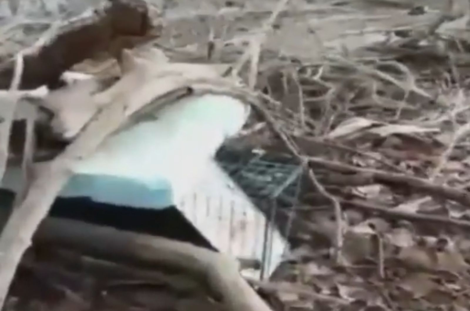 cat on a pile of wood