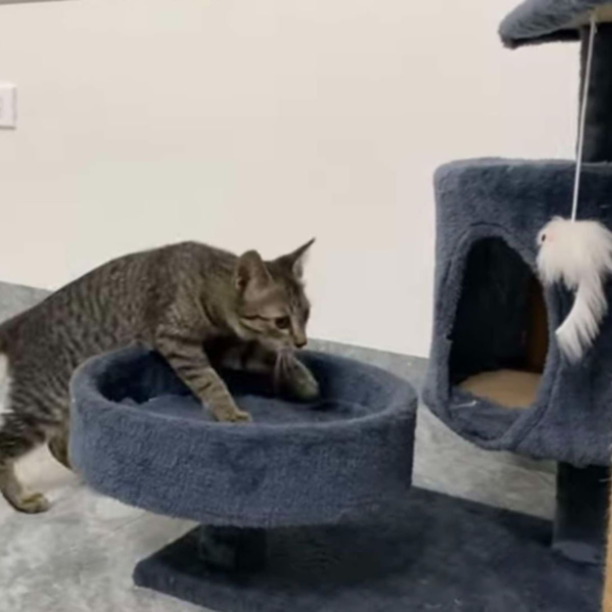 cat playing on a cats playground