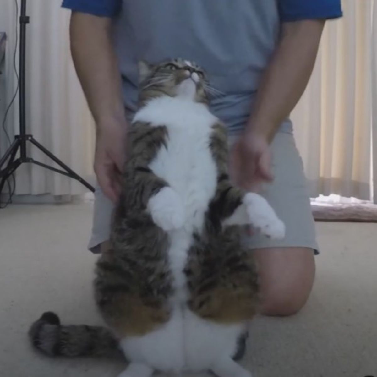 cat playing with owner