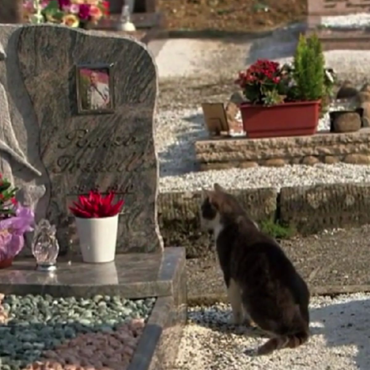 cat sits by owners grave