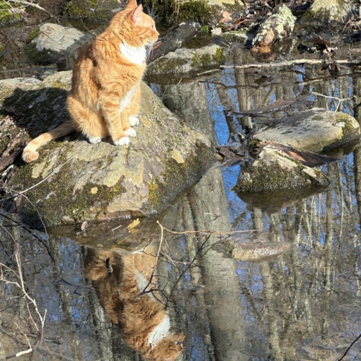 cat sitting on a rock