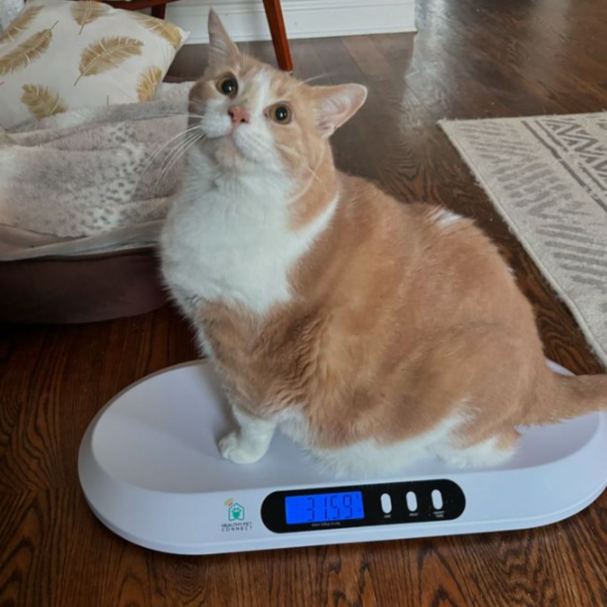 cat sitting on a scale