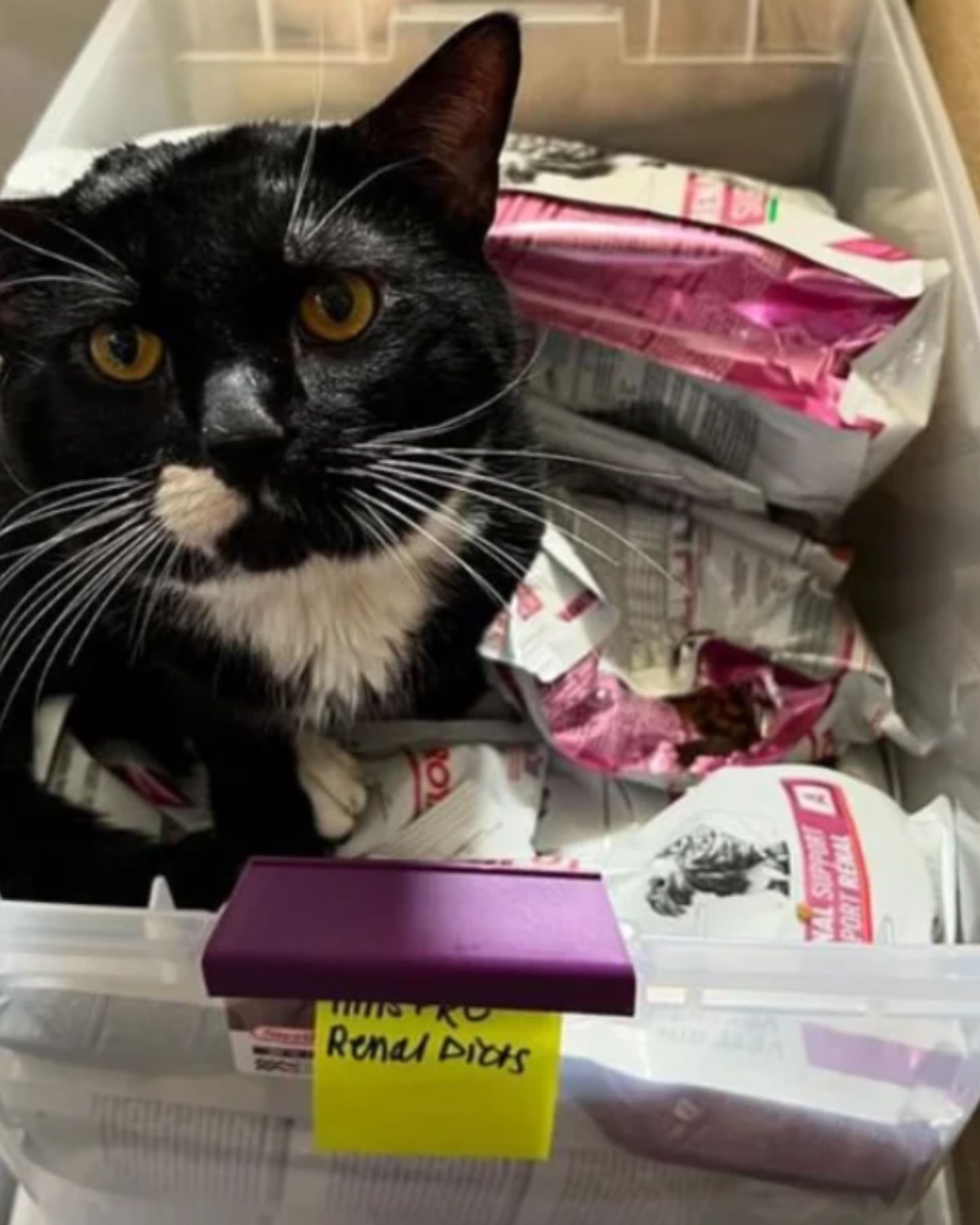 cat sitting on bags of food