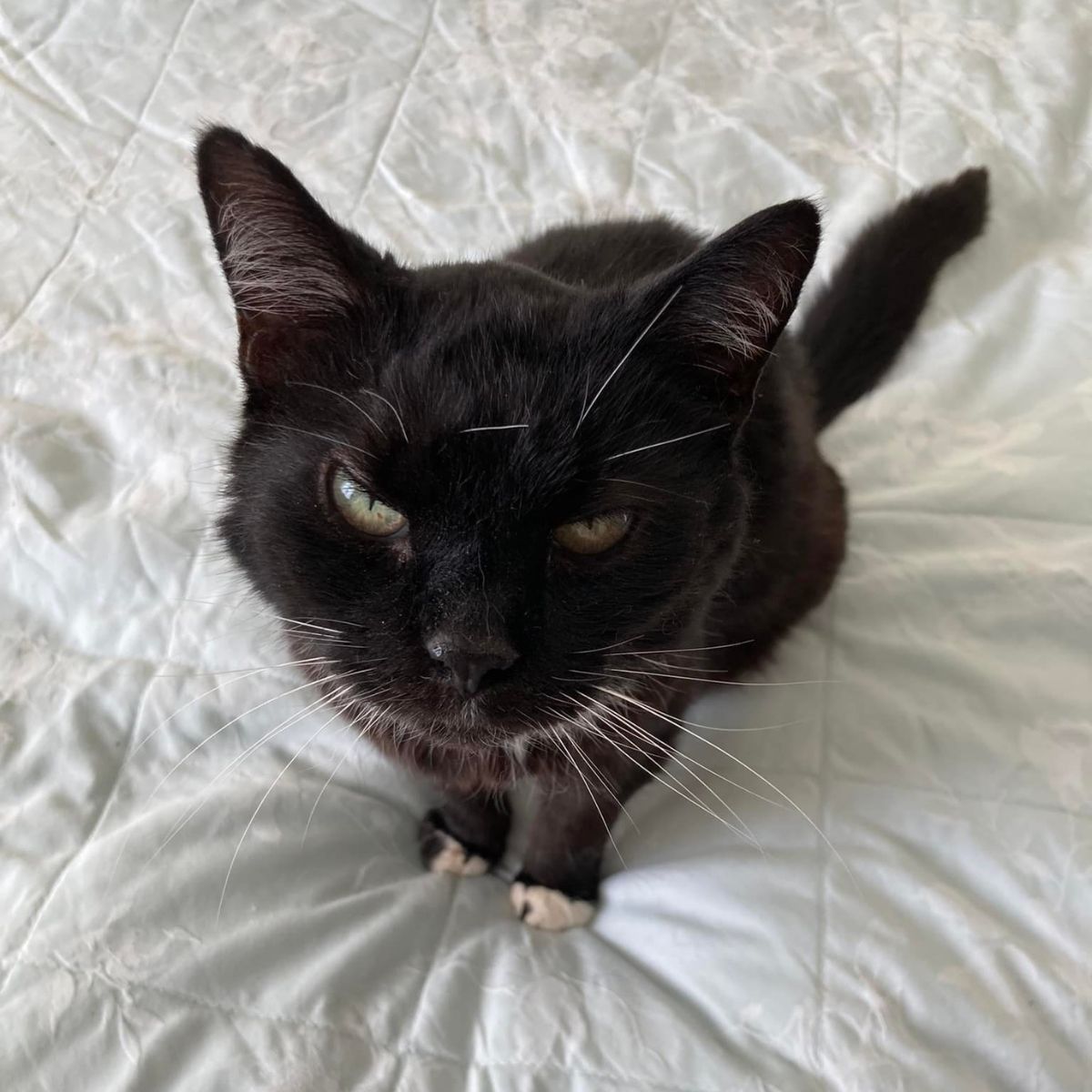 cat sitting on bed looking up