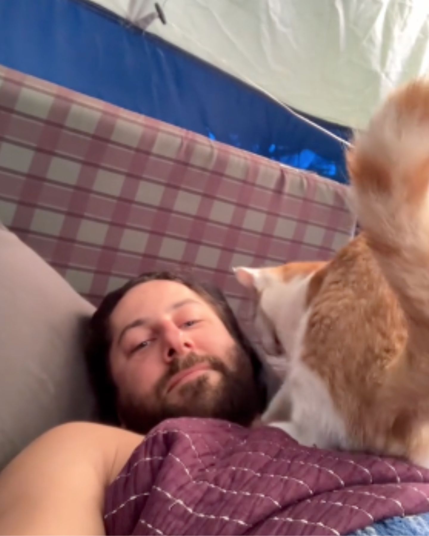 cat sitting on man's chest