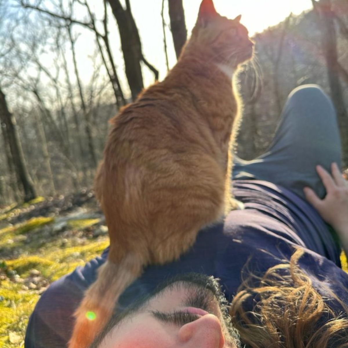 cat sitting on man's chest