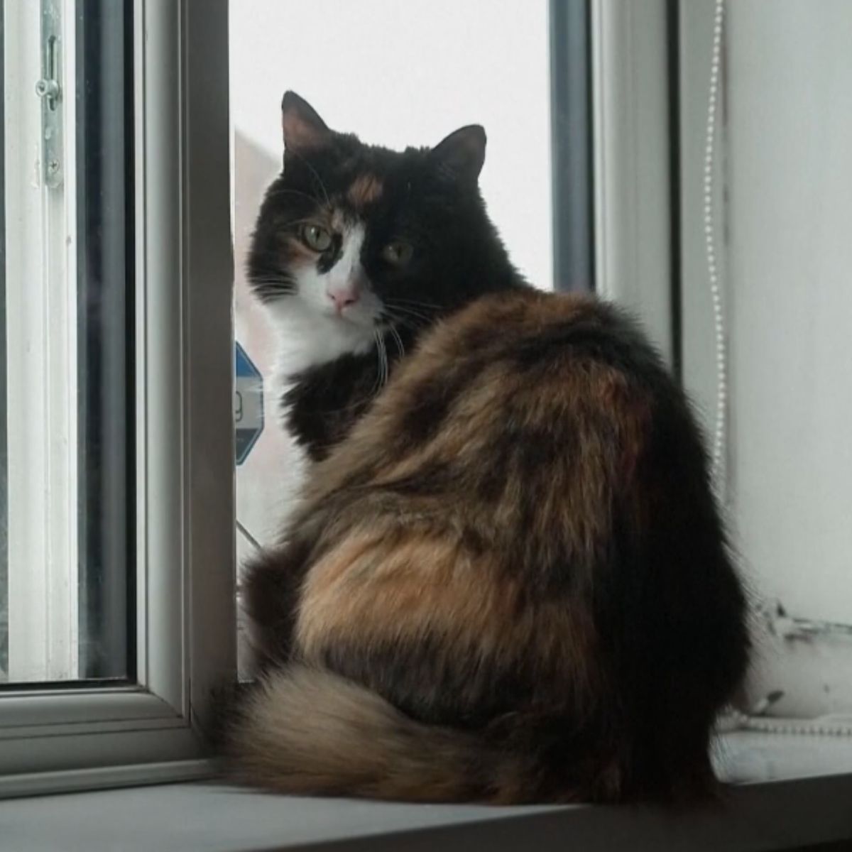 cat sitting on window