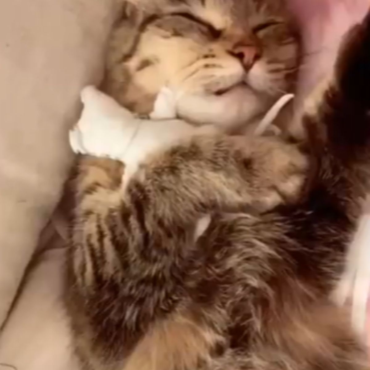 cat sleeping with a toy