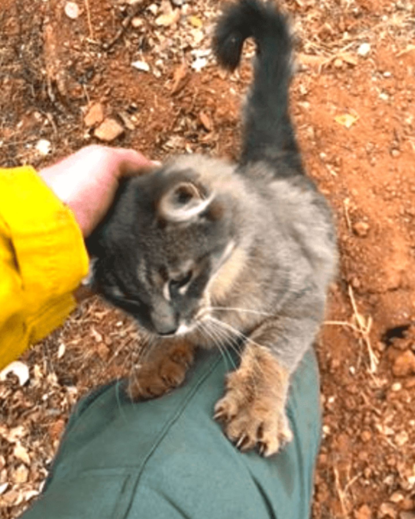 cat standing by the firefighter