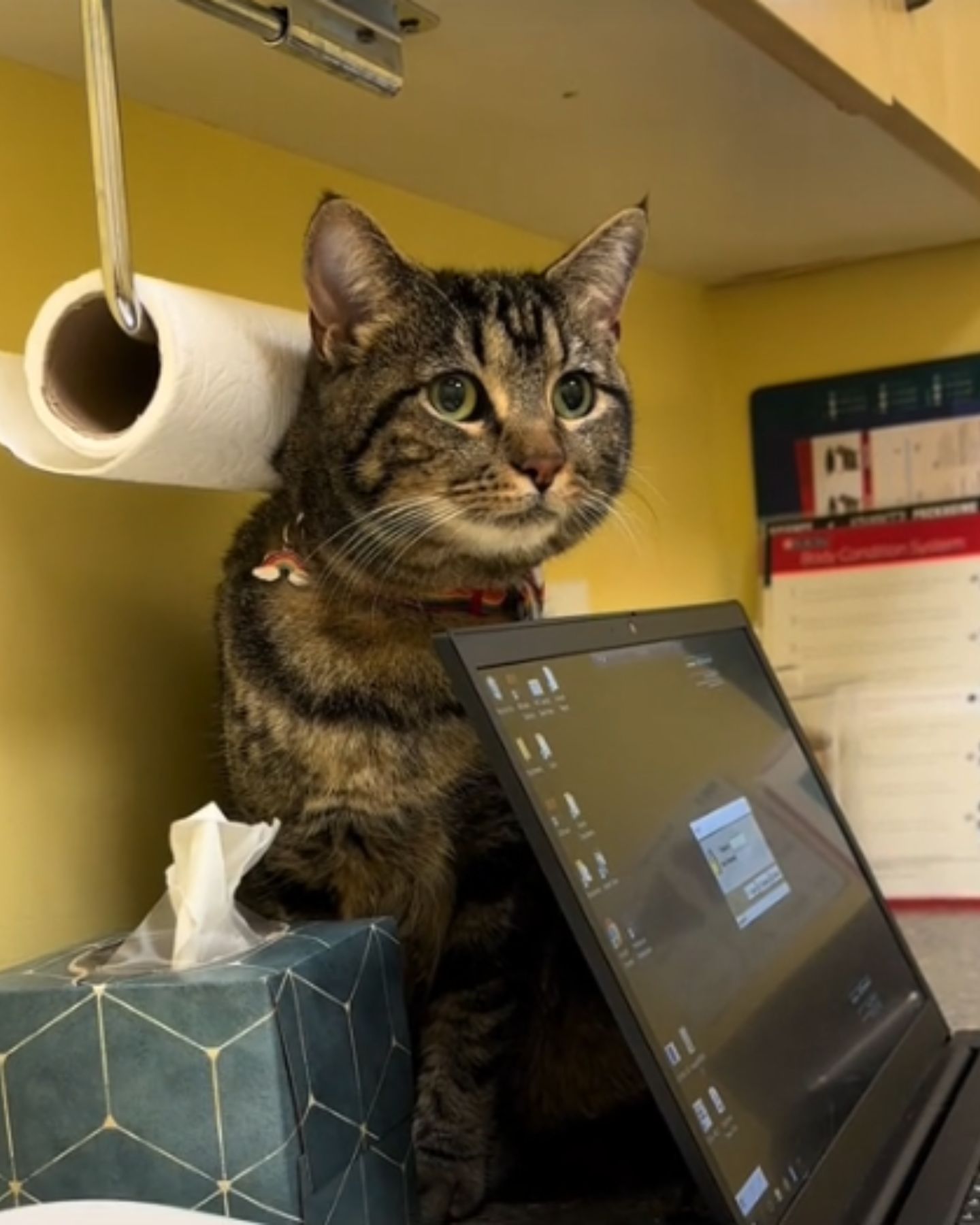 cat standing on the table behind the laptop