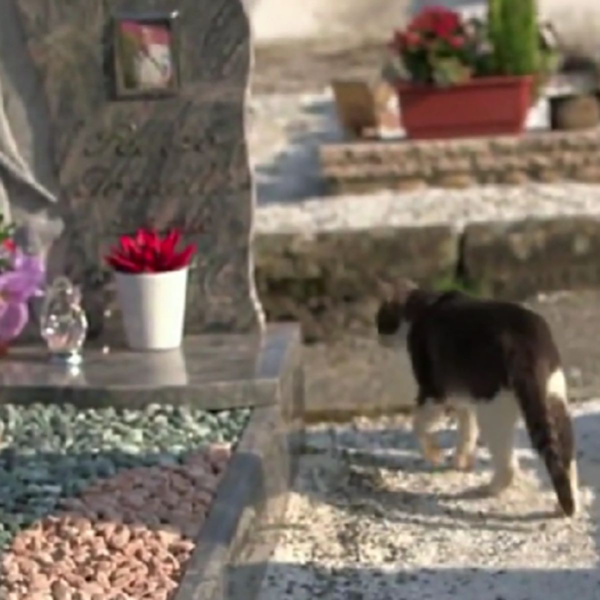 cat walking through graveyard