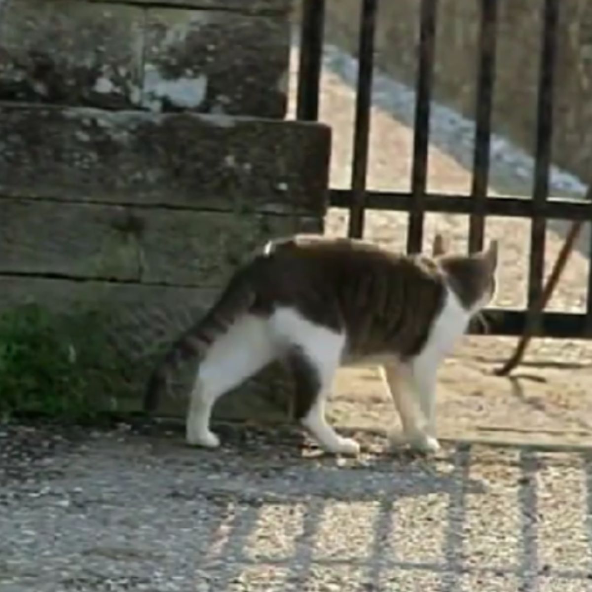 cat walking up to a gate