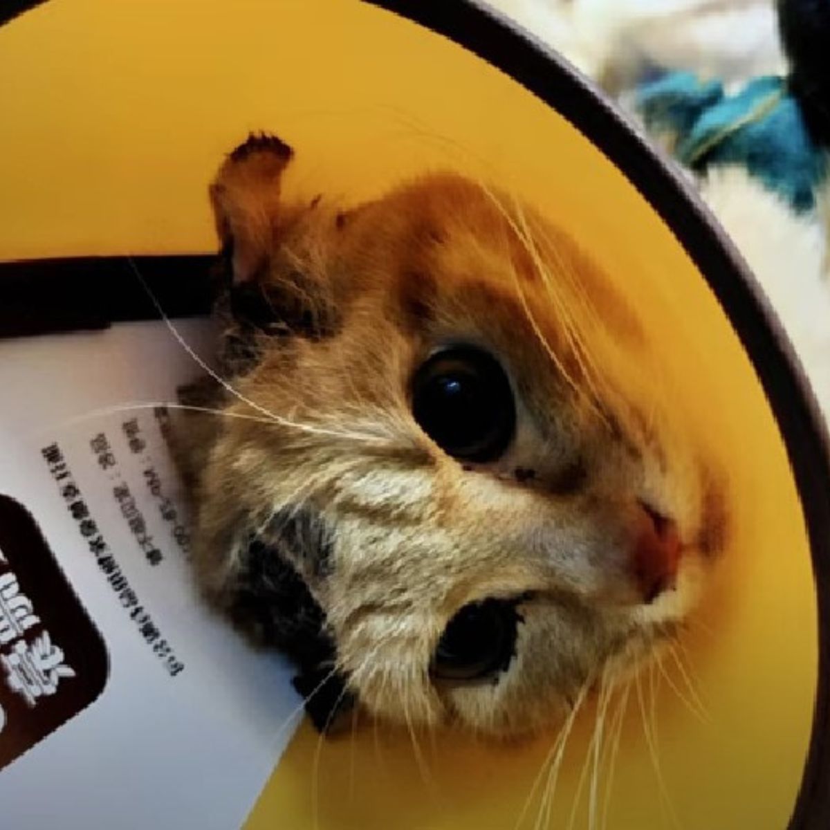 cat wearing a cone