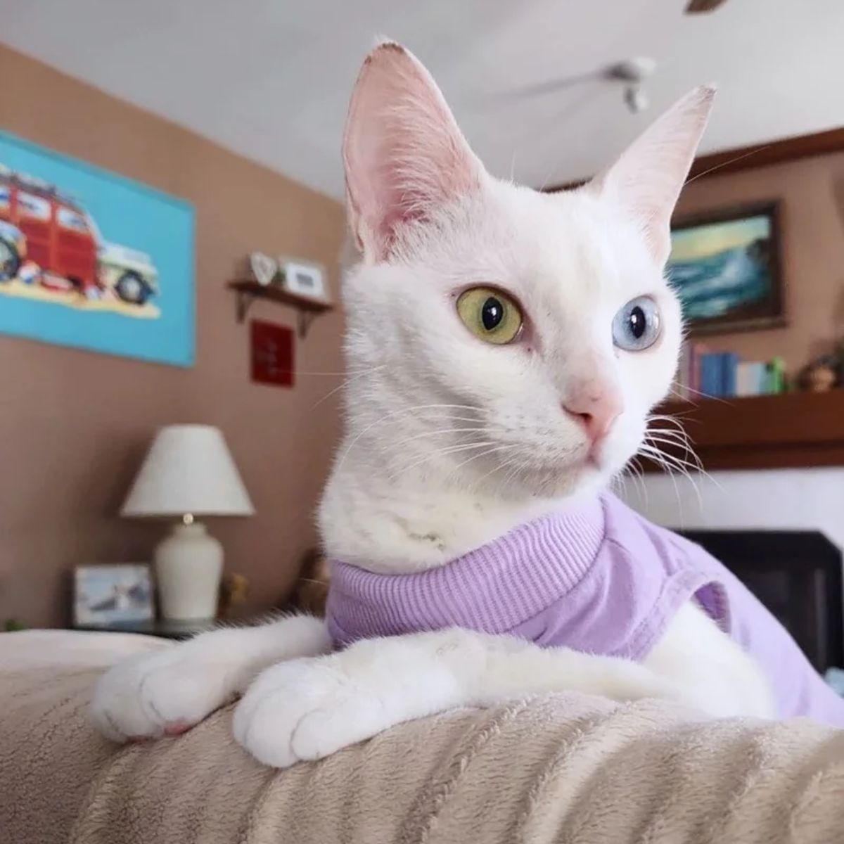 cat wearing purple clothes while sitting at home