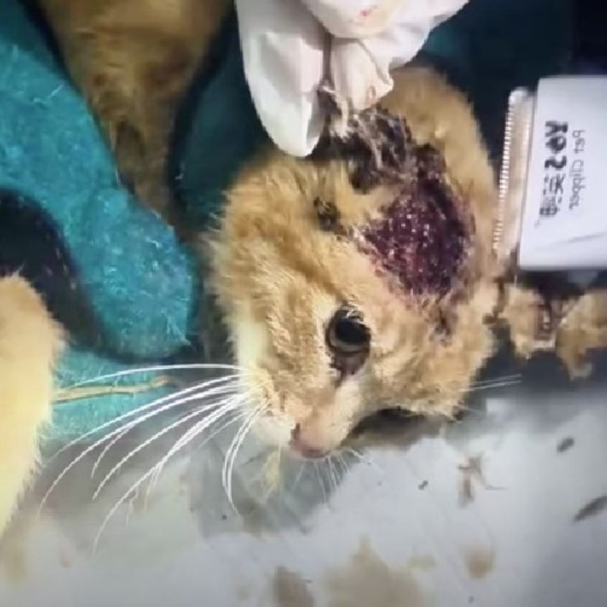 cat with a wound on its head